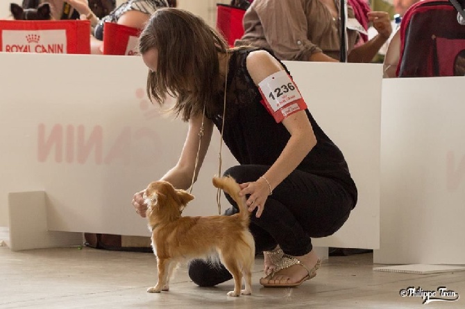 Du Domaine De Mrs. Grey - Résultats d'expo spéciale de race Montpellier